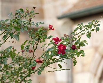 Close-up of red rose on plant