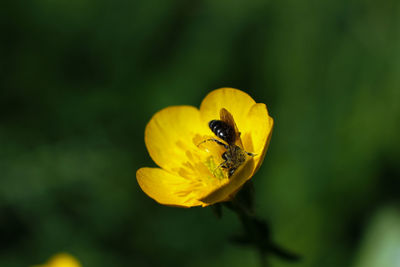 Macro photography, tiny yellow flower with insect sucking nectar
