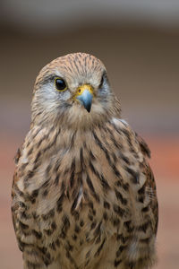 Close-up portrait of owl