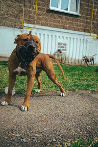 Dogs standing on street