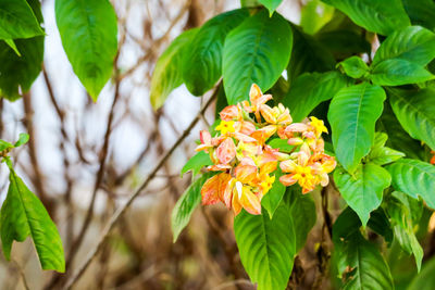 Close-up of flowering plant