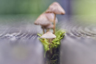 Close-up of mushrooms growing outdoors