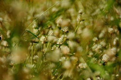 Close-up of flowering plants on field