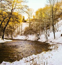 Bare trees on riverbank during winter