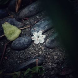 High angle view of flowering plant
