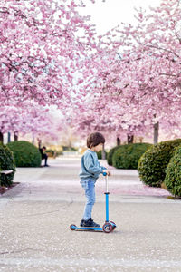 Active toddler boy riding kick scooter on bloomimg spring sakura alley. child healthy lifestyle 