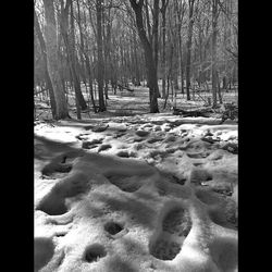 Snow covered trees in forest