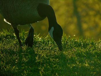 A goose looking for food in the grass