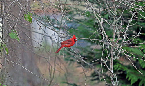 Bird perching on branch