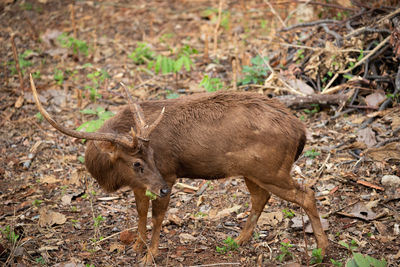 Side view of deer on field