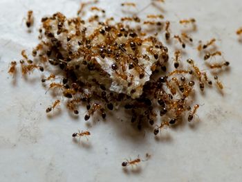 Close-up of food on table