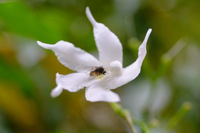 Close-up of bee pollinating flower