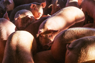 Close-up of pigs