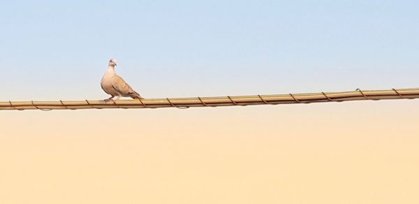 Low angle view of seagull perching