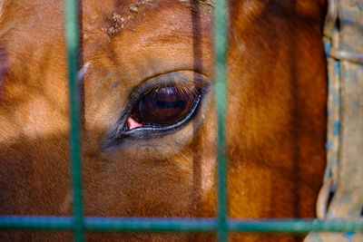 Close-up of horse eye and glance