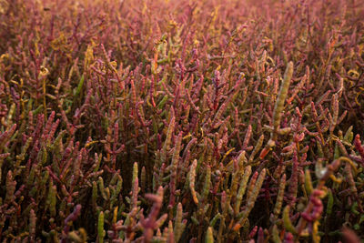 Full frame shot of lavender plants