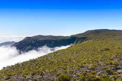 Volcanic vegetation, piton de la fournaise at reunion island