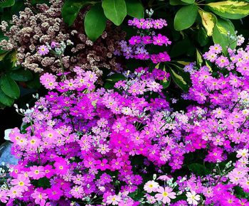 Close-up of pink flowering plant