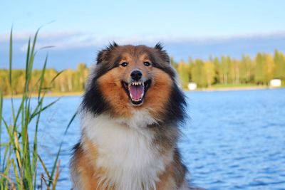 Portrait of angry shetland sheepdog barking by lake against sky