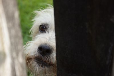 Close-up portrait of dog