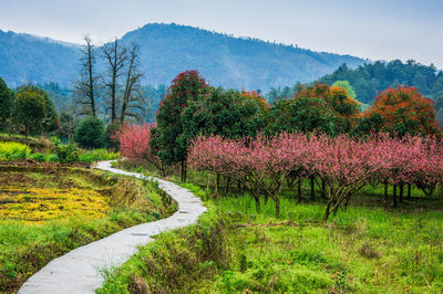 View of flowering plants and trees on field