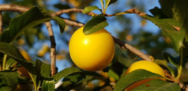 Close-up of fruit growing on tree