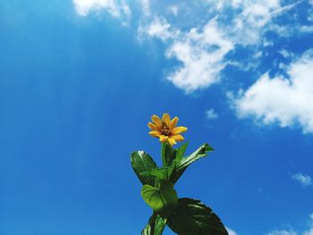 Low angle view of flowering plant against blue sky