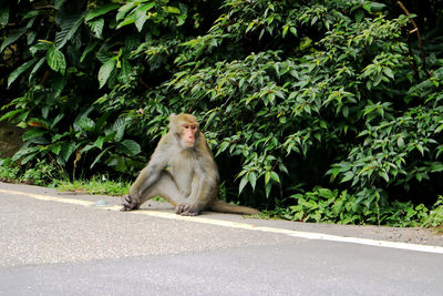 Lion sitting on road by trees