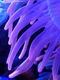 Close-up of coral swimming in sea