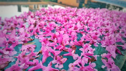 Close-up of pink flowering plants