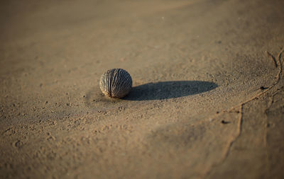 Close-up of shell on sand