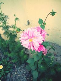 Close-up of pink flowers blooming outdoors