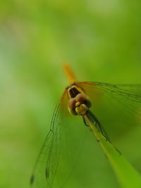 Close-up of insect