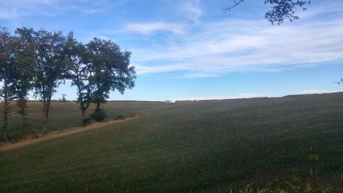 Trees on field against sky