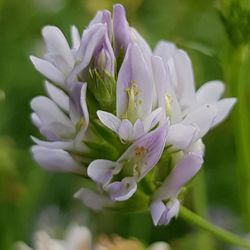 Close-up of purple flowering plant