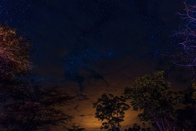 Low angle view of trees against sky at night