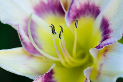 Close-up of insect on purple flowering plant