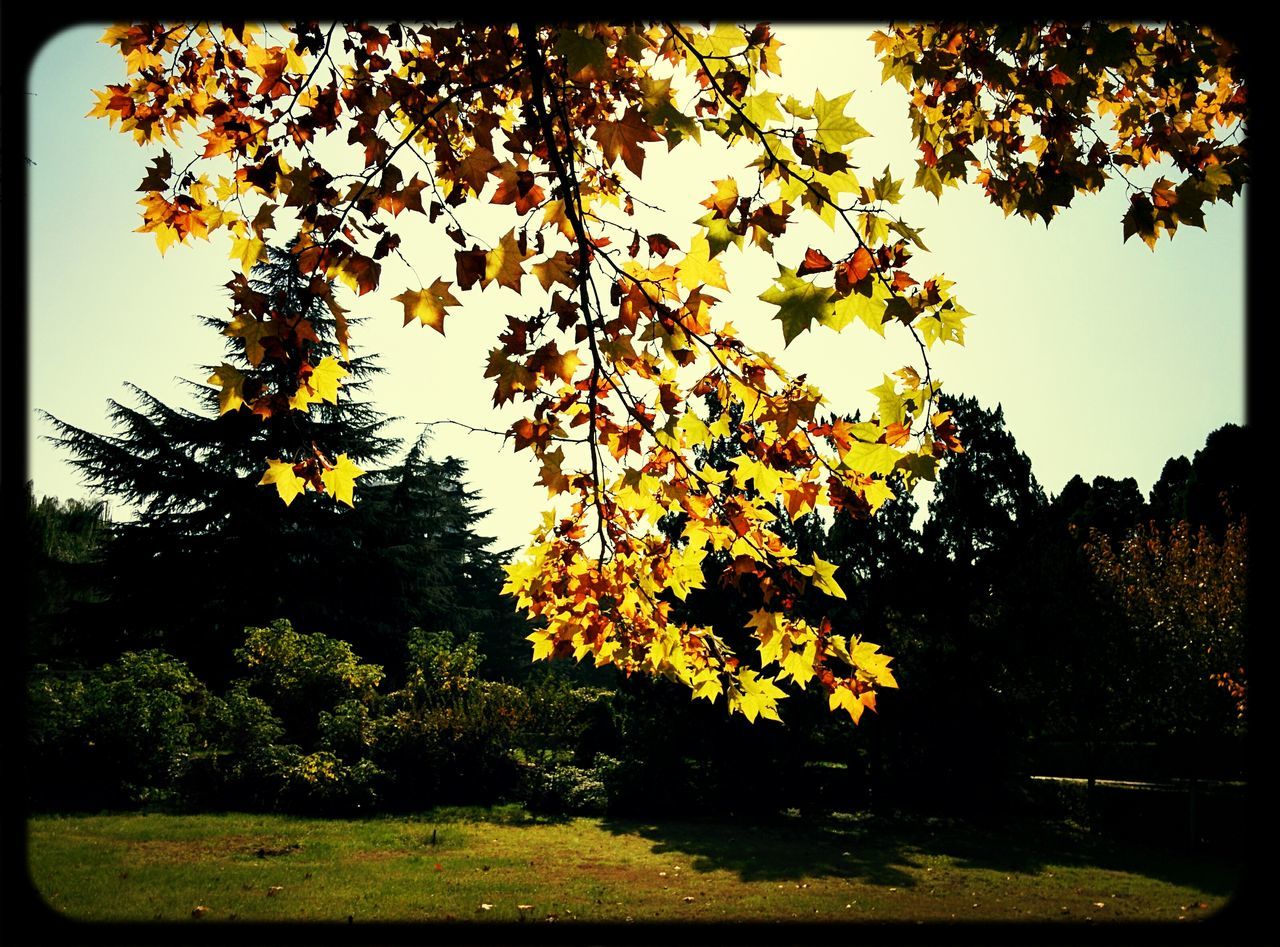 tree, transfer print, auto post production filter, growth, branch, autumn, change, nature, leaf, beauty in nature, tranquility, park - man made space, sunlight, park, orange color, season, outdoors, scenics, no people, day