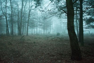 Trees in forest