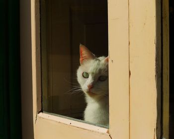 Portrait of cat in window