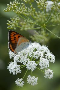 Close-up of butterfly perching on cow parsnip outdoors