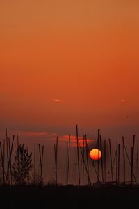 Silhouette plants on land against orange sky