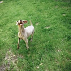 Dog standing on grassy field