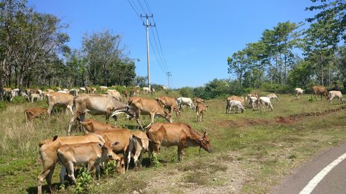 Cows grazing in a field