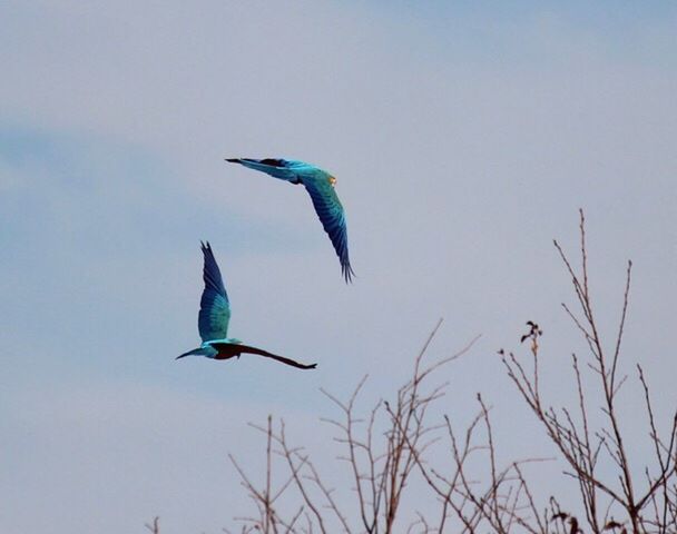 HIGH ANGLE VIEW OF GRAY HERON FLYING AGAINST SKY