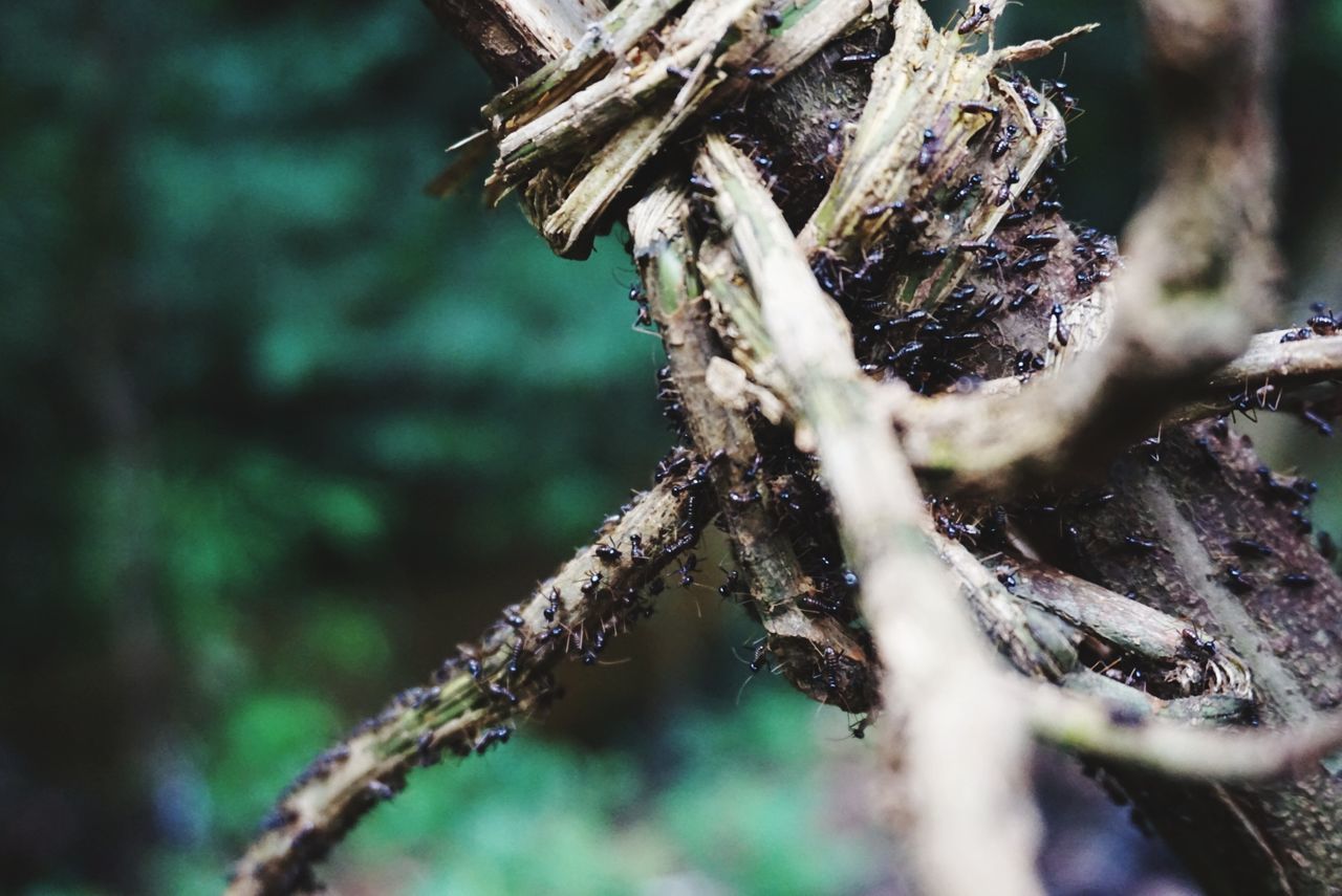 close-up, tree, selective focus, plant, day, nature, no people, animal wildlife, animals in the wild, invertebrate, animal themes, animal, insect, focus on foreground, one animal, outdoors, branch, arachnid, wood - material, spider