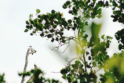 Close-up of small plant on white flowering plants