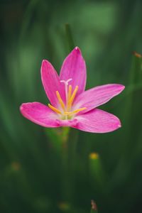 Close-up of pink water lily