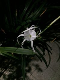 High angle view of white flowering plant