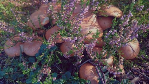 Detail shot of flowers